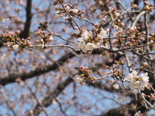 三の丸の桜も開花したそうで、近所の公園の桜は？