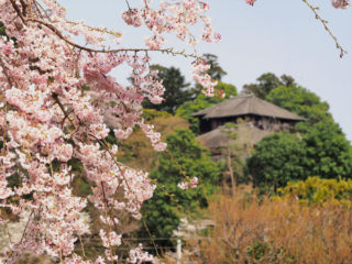 桜の下で日本酒呑みたいぞ～　だれかぁ～来年は一緒に呑も！