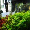 30cmキューブ水槽　シーズン2　赤と緑のモフモフ水草 　立ち上げ16週目